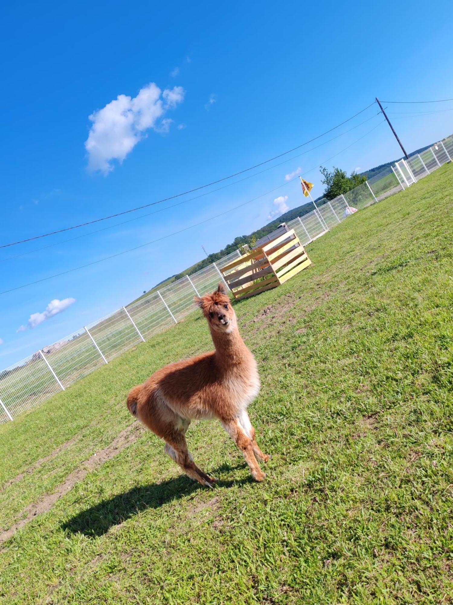 Teilhede Tiny House Des Bougnatsヴィラ エクステリア 写真